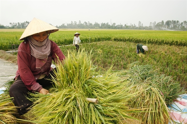 giá xuất khẩu gạo thơm của Việt Nam hiện vẫn chưa tương xứng với chất lượng và giá trị thật. Ảnh: TL