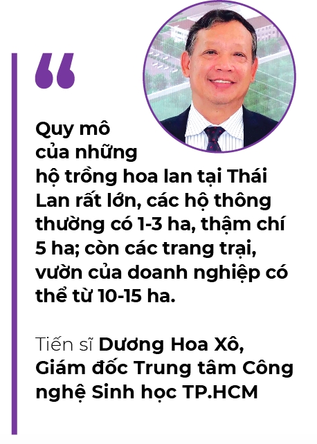 Hoa lan mong ti do