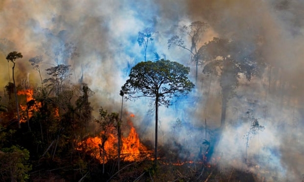 Càng nhiều đám cháy xảy ra ở Amazon, nạn phá rừng và hạn hán càng nhiều, sẽ đẩy nhanh tốc độ xavan hóa của Amazon. Nguồn ảnh: AFP.