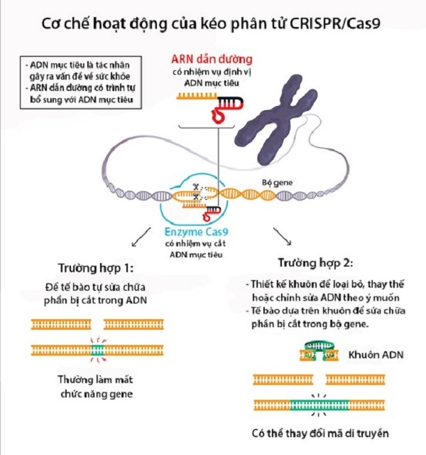 Cơ chế hoạt động của kéo phân tử CRISPR/Cas9. Nguồn ảnh: Nobel Prize.