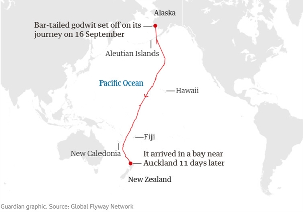 Guardian graphic. Source: Global Flyway Network