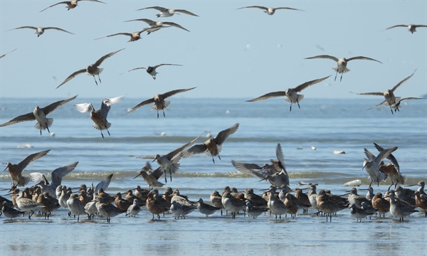  Bar-tailed godwits feeding on the Yalu River in Liaoning province, China. Photograph: Ding Li Yong/BirdLife International