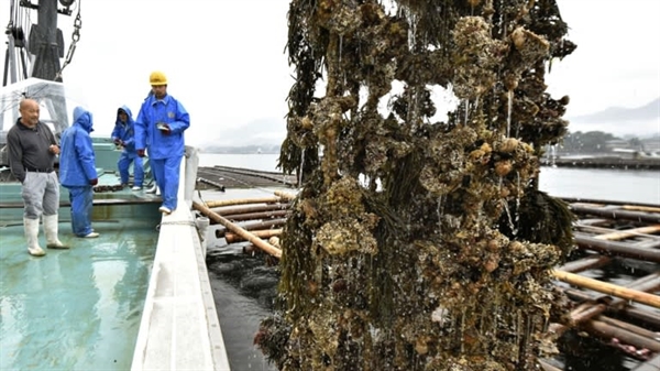 Một trang trại nuôi hàu ở tỉnh Hiroshima. Ống nhựa được sử dụng trong nuôi động vật thân mềm có thể thải ra đáy đại dương khi bị sứt mẻ hoặc vỡ. Nguồn ảnh: Nikkei Asian Review.
