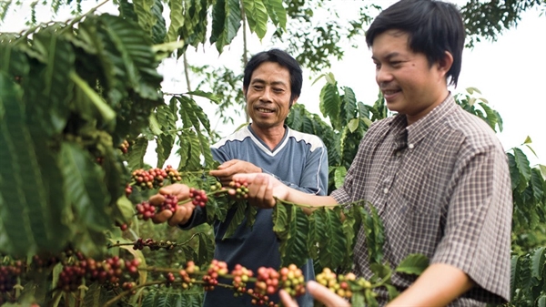 Olam đang đồng hành mật thiết cùng nông dân Việt Nam để tạo nên một hệ sinh thái cà phê khỏe mạnh.