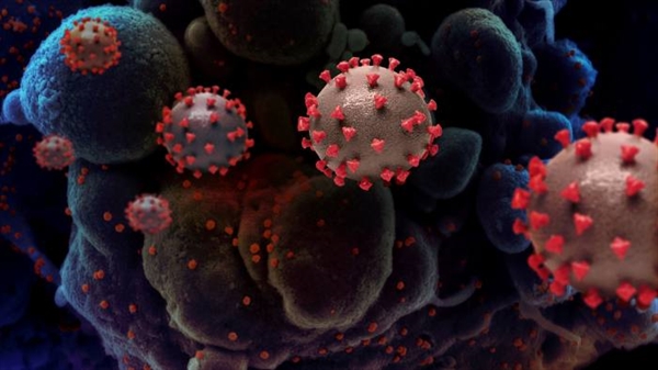 Biến thể B.1.1.7 nhanh chóng thay thế các chủng virus SARS-COV-2 khác. Ảnh: Financial Times.