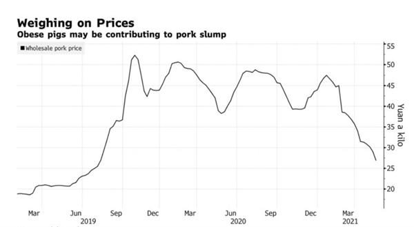 Cân nhắc về giá cả: Lợn béo phì có thể góp phần làm cho giá thịt lợn tại Trung Quốc sụt giảm. Ảnh: Bộ Thương mại Trung Quốc.