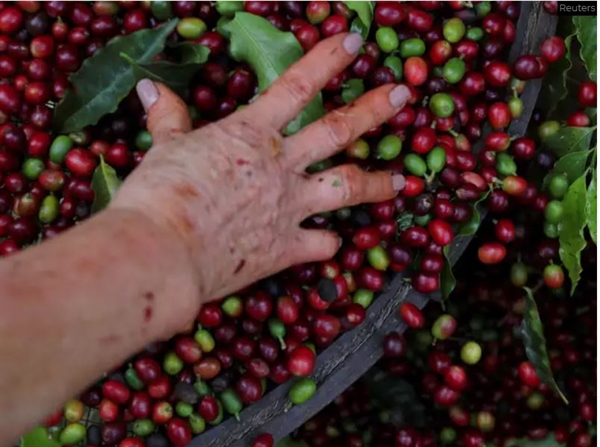 Hạn hán ở Brazil sẽ tác động đến giá đường và cà phê thế giới, bởi quốc gia này là nhà cung cấp lớn nhất toàn cầu. Ảnh: The Economic Times.