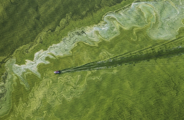 Vi khuẩn lam làm cho mặt nước biến thành màu xanh lục ở Ohio, Mỹ. Ảnh: National Geographic.