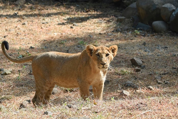 Một con sư tử tại sở thú Sakkarbaug, Ahmedabad. Ảnh: AFP.