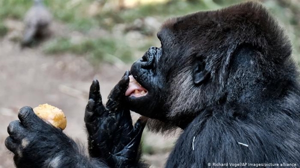Hai con khỉ đột tại vườn thú San Diego ở California, Mỹ đã có kết quả xét nghiệm dương tính với COVID-19. Đây là những nhiễm trùng ở các loài linh trưởng không phải người lần đầu tiên xuất hiện trên thế giới. Ảnh: AP.