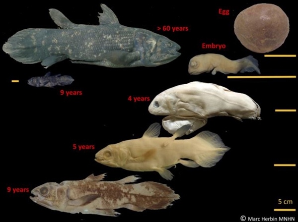Các giai đoạn phát triển của cá coelacanth, một 