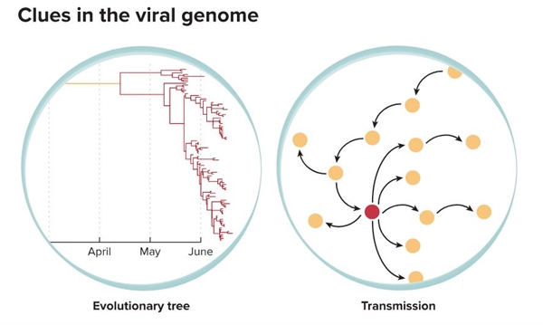Sử dụng trình tự bộ gen, các nhà nghiên cứu có thể suy ra mối quan hệ tiến hóa giữa các phiên bản khác nhau của virus, giúp theo dõi nguồn gốc và sự lây lan của các biến thể mới cũng như nơi bắt đầu đại dịch. Ảnh: Knowable Magazine.