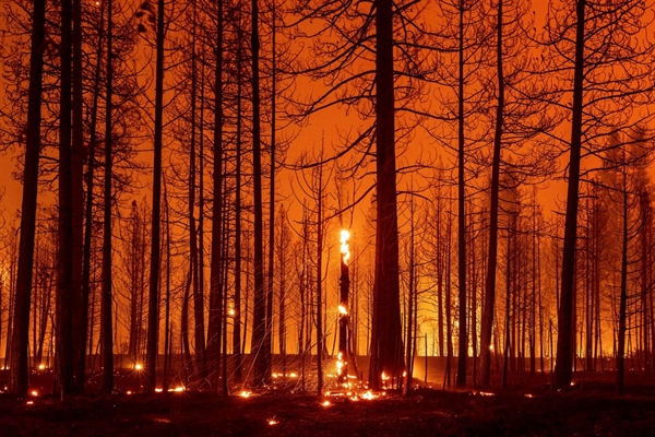 Cây cối cháy âm ỉ trong đám cháy Dixie gần Greenville, California, vào ngày 3/8. Ảnh: AFP.