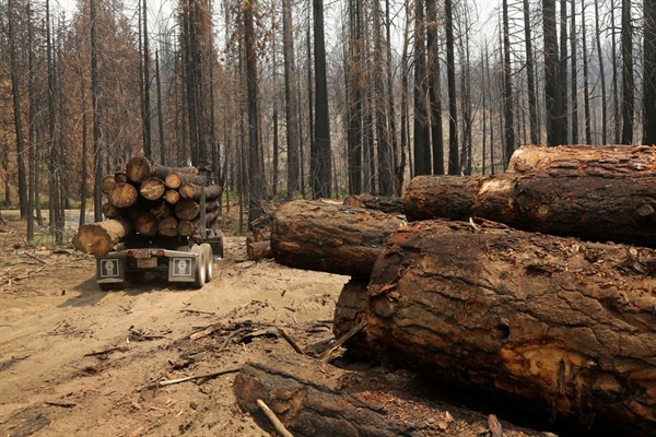 Hình ảnh một chiếc xe tải chở gỗ giữa những cái cây bị đốt cháy, bị đốn hạ sau trận hỏa hoạn ở Rim năm ngoái, gần Groveland, California, ngày 30 tháng 7 năm 2014. Những chiếc xe tải chở gỗ dài, nặng, lắc lư với sức nặng của những cây thông California cháy đen, gió xuyên qua khu rừng gần Công viên Quốc gia Yosemite, một phần nỗ lực làm sạch khỏi những trận cháy rừng tàn khốc năm ngoái ngay cả khi những đám cháy mới bùng phát vào mùa hè này. Để phù hợp với Tính năng USA-CALIFORNIA / WILDFIRES-TREES REUTERS / Robert Galbraith (HOA KỲ - Tags: KHAI THÁC MÔI TRƯỜNG)