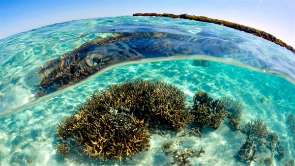 Việc san hô Great Barrier Reef bị tẩy trắng hàng loạt cho thấy tác hại của biến đổi khí hậu. Ảnh: Getty Images.