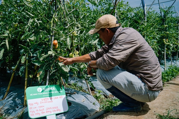 Vườn cà chua canh tác theo công nghệ của Koina Agritech đảm bảo 3 Không: khuôn thuốc trừ sâu, không chất tăng tưởng, không hoá chất. Ảnh: KOINA