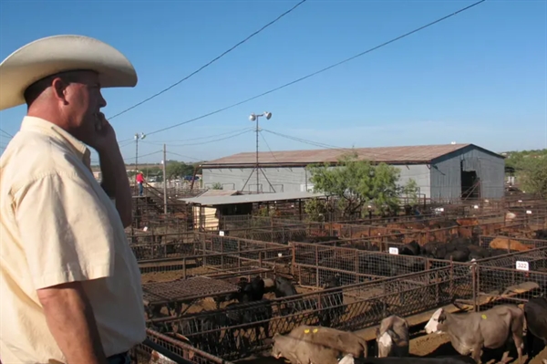 rận hạn hán tồi tệ thứ ba trong lịch sử Texas đã khiến các chủ trang trại gặp khó khăn trong việc tìm cỏ khô, và đôi khi là nước cho gia súc của họ. Vì vậy, họ đang bán bớt chúng. Ảnh: Kate Galbraith.