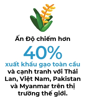 An Do han che xuat khau gao, Viet Nam lieu co huong loi?