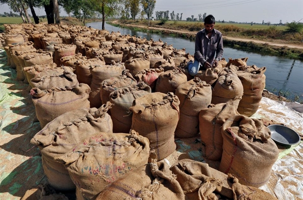 Nông dân đóng gạo thành từng bao ở ngoại ô thành phố Ahmedabad, miền tây Ấn Độ. Ảnh: Reuters.