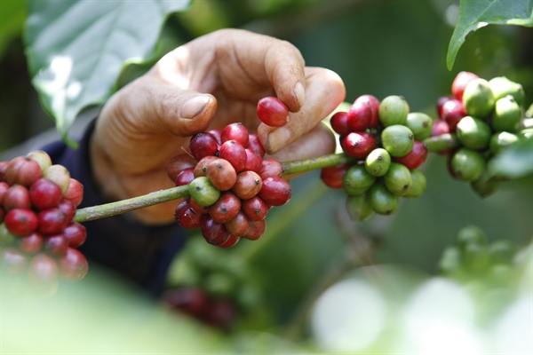 82% cà phê của NESCAFÉ đảm bảo có nguồn gốc rõ ràng từ năm 2021