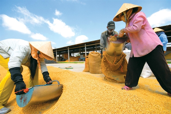 INAFOOD II vẫn là một doanh nghiệp Nhà nước và vẫn giữ vai trò quan trọng trong việc thu mua lúa gạo cho nông dân, bình ổn giá lương thực trong nước và đảm bảo an ninh lương thực quốc gia và khu vực. Ảnh minh họa: TL. 