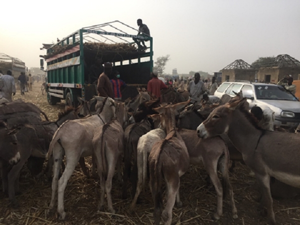 Chuẩn bị phương tiện để vận chuyển lừa, Bắc Nigeria. Nguồn: The Donkey Sanctuary