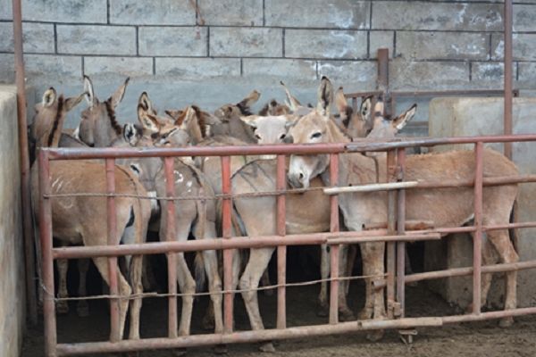 Lừa bị nhốt trong chuồng trước khi giết mổ, Goldox, Kenya. Nguồn: The Donkey Sanctuary
