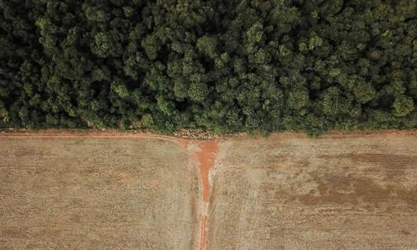 Một cánh rừng bị tàn phá ở bang Mato Grosso, Brazil. Ảnh: Reuters.