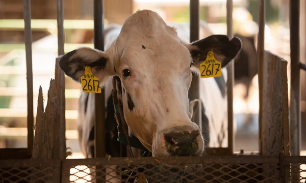 Khí metan tự nhiên được tạo ra trong quá trình tiêu hoá của bò. Ảnh: The Guardian. 