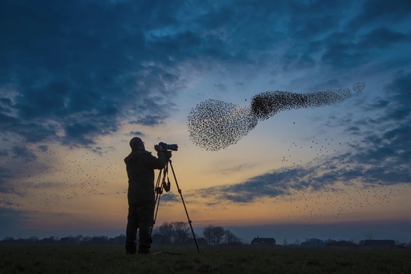 Vào mỗi mùa xuân và mùa thu ở Đan Mạch , hàng triệu con chim sáo bay về phương bắc. Đàn lớn đến mức mặt trời thực tế bị che khuất bởi những con chim khi nó lặn, do đó có tên 