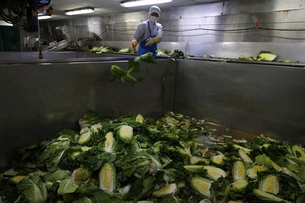 Công nhân làm việc tại nhà máy Cheongone Organic Kimchi ở Cheongju, Hàn Quốc. Ảnh: Reuters