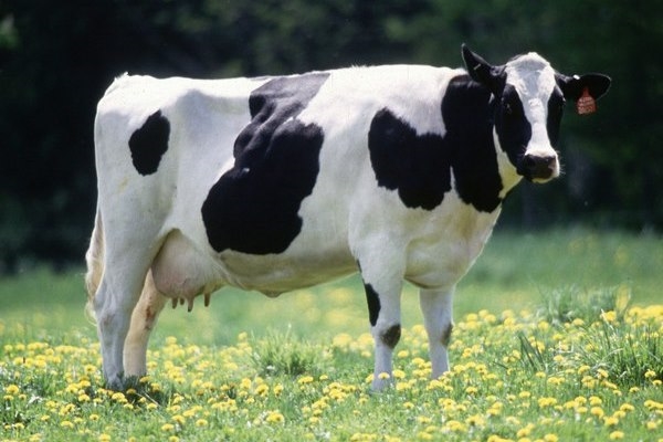 Giống bò Holstein Friesian của Hà Lan.