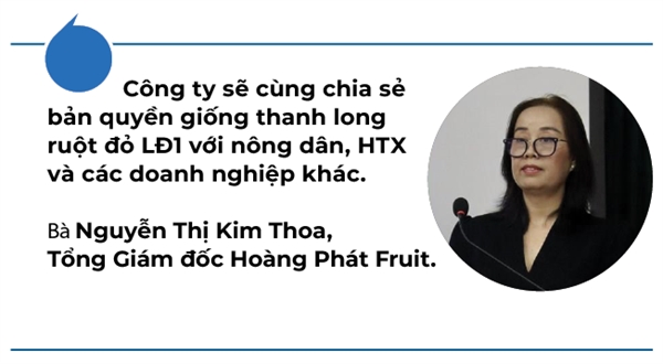 Hoang Phat Fruit noi gi ve cau chuyen ban quyen giong thanh long LD1?