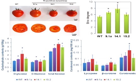 Sự khác biệt về hình thái quả và các thông số sinh hóa của dòng cà chua đối chứng (WT) so với các dòng cà chua chỉnh sửa gen - Ảnh: VAST