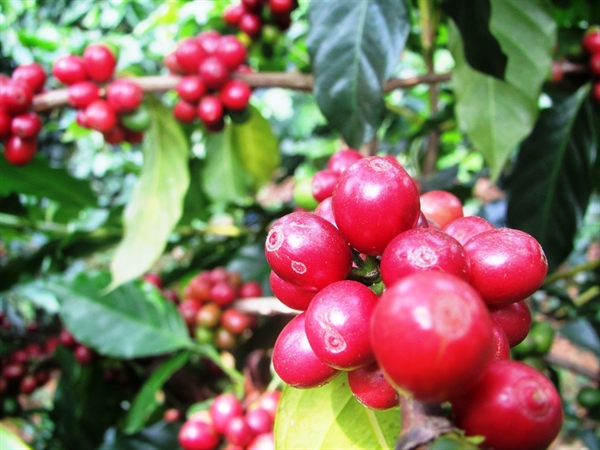 Chất lượng hạt cà phê được tuyển lựa từ những vùng trồng nổi tiếng nhất Việt Nam là yếu tố đầu tiên quyết định giá trị sản phẩm Vinacafé.