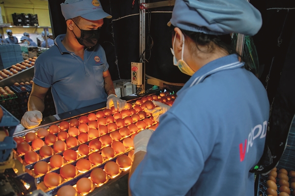 Vĩnh Thành Đạt là công ty đầu tiên tại TP.HCM đạt bộ tiêu chí được phép hoạt động trở lại trong ngành sản xuất trứng gia cầm và cũng là thương hiệu đầu tiên đưa trứng sạch vào hệ thống siêu thị từ hơn 15 năm trước. Ảnh: TL.