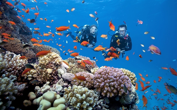 Hệ sinh vật biển đa dạng, phong phú của Phú Quốc.