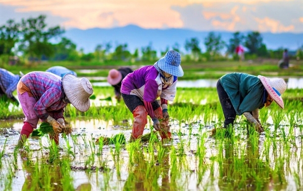  Năm 2025 lợi nhuận bình quân của người trồng lúa đạt trên 35%. Ảnh: Mekong ASEAN