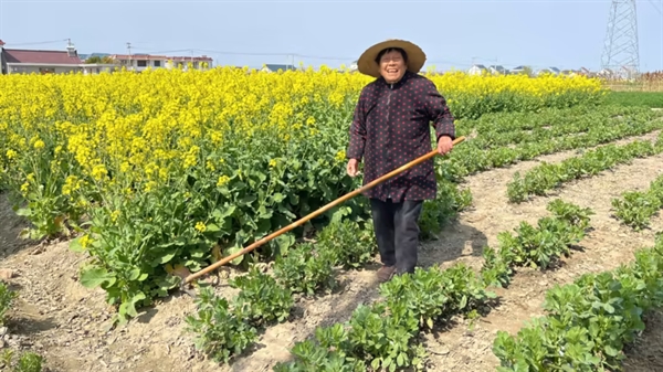 Một cụ bà 76 tuổi ở Nam Thông, tỉnh Giang Tô, chăm sóc trang trại hạt cải dầu của mình. Hai người con trai của bà đã đến sống và làm việc ở Thượng Hải hơn 30 năm trước. Ảnh: CK Tan