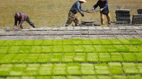 Công nhân cấy lúa tại một trạm dịch vụ nông nghiệp ở Hàng Châu, tỉnh Chiết Giang, phía đông Trung Quốc, Chủ nhật, ngày 16 tháng 4 năm 2023.