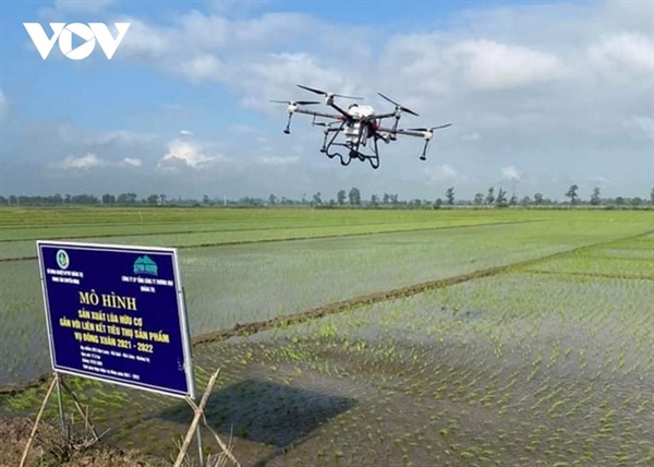 Drones are used for fertilizer spraying. Photo by VOV.