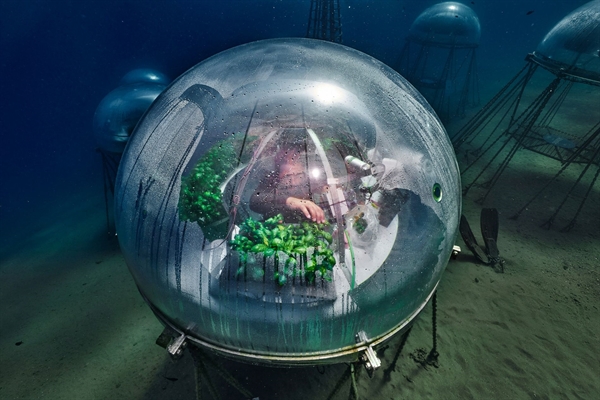 nhà kính Nemo phù hợp với 70 đến 100 cây có kích thước nhỏ hơn. Ảnh: National Geographic