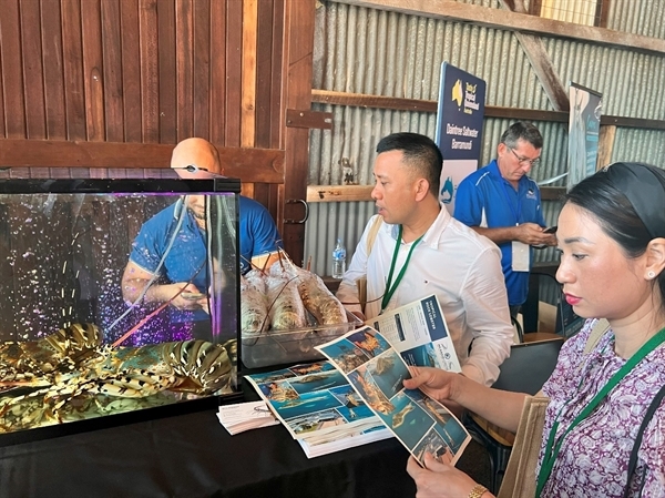 Rock lobster display draws Vietnamese firms. Photo: TIQ