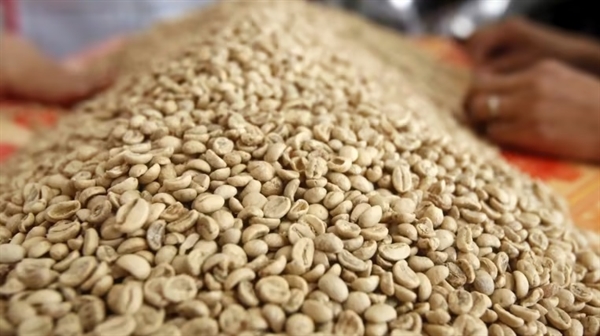 El Nino đe dọa sản lượng ngành cà phê chủ lực của Việt Nam, với một báo cáo cảnh báo sản lượng có thể giảm tới 20% vào năm 2023. © Reuters