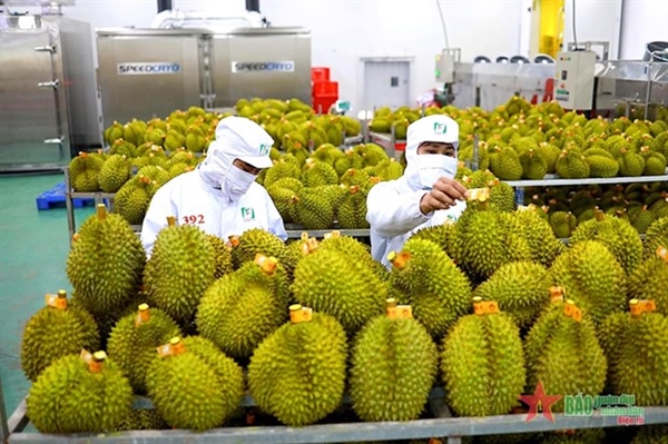 Vietnam’s export revenue in June set a record so far thanks to China’s opening to many Vietnamese fruits such as durian and grapefruit. Photo by qdnd.vn.