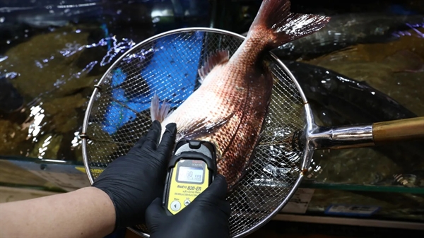 Liên đoàn Hợp tác xã Thủy sản Quốc gia kiểm tra phóng xạ trong cá tráp biển từ Nhật Bản tại chợ cá Noryangjin ở Seoul vào ngày 5 tháng 7 năm 2023.