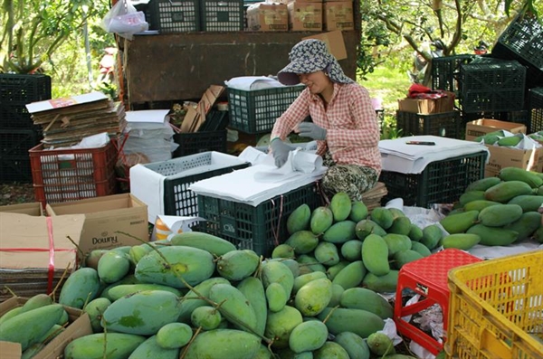 Nếu làm tốt công tác giống, quy trình canh tác, khai thác tiềm năng, mở rộng thị trường... thì con số 10 tỷ USD từ xuất khẩu rau quả Việt Nam hoàn toàn có thể đạt được.