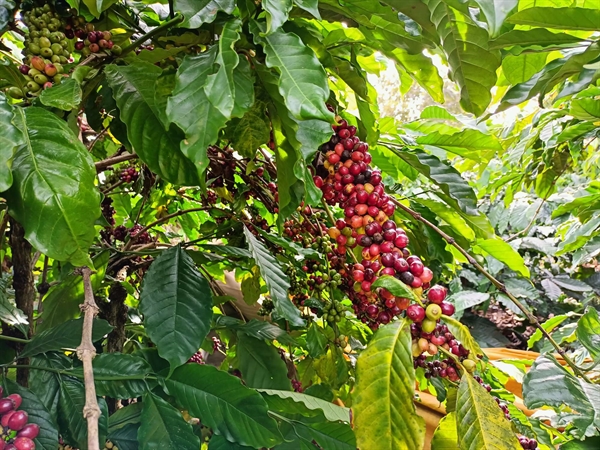 Với diện tích trồng cà phê giảm và nguồn cung khan hiếm, giá cà phê trên thị trường toàn cầu dự kiến sẽ tăng. Ảnh: KD