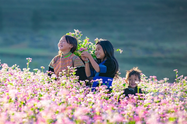 Hoa Tam Giác Mạch ở Hà Giang có sức hút riêng không lẫn đi đâu được. Ảnh: danangxanh.com