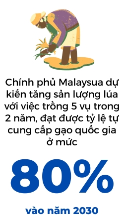 Malaysia thieu gao san xuat trong nuoc